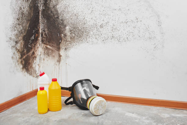 Best Black Mold Remediation in Grass Valley, CA