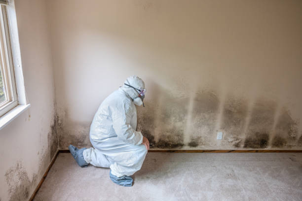 Best Mold Remediation for Schools in Grass Valley, CA