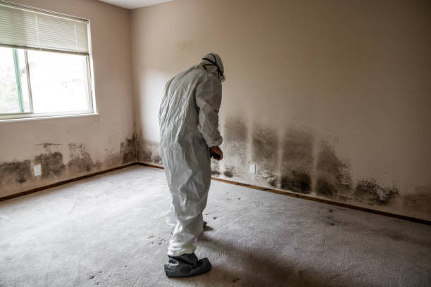 Best Attic Mold Remediation in Grass Valley, CA