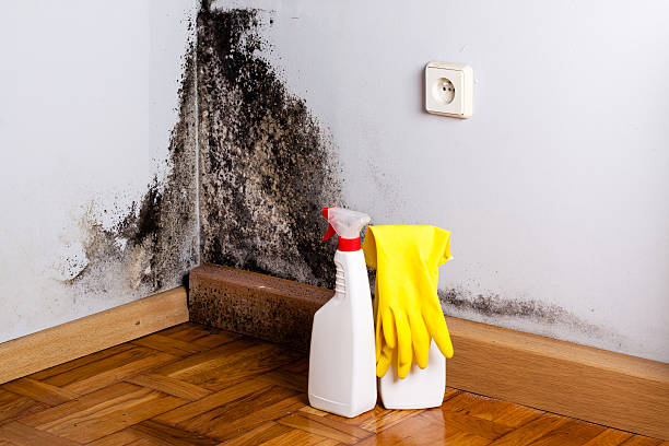 Best Crawl Space Mold Remediation in Grass Valley, CA