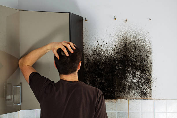 Best Emergency Mold Remediation in Grass Valley, CA