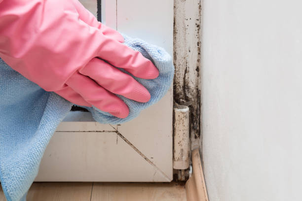 Best DIY Mold Remediation Support Services in Grass Valley, CA