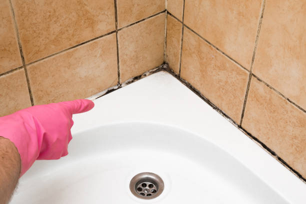 Best Preventive Mold Services in Grass Valley, CA